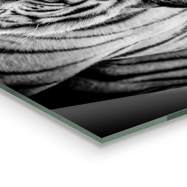 Panel szklany do kuchni Tygrys Biały Syberyjski