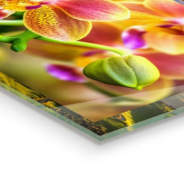 Panel szklany do kuchni Pomarańczowy Storczyk