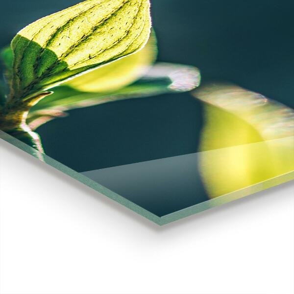 Panel szklany do kuchni Błyszczący Liść na Gałęzi