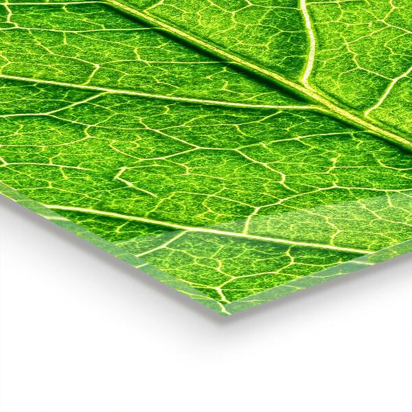 Lacobel do kuchni Detale Delikatnego Liścia