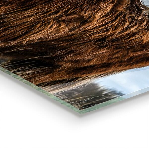 Panel szklany do kuchni Krowa Highland Boho