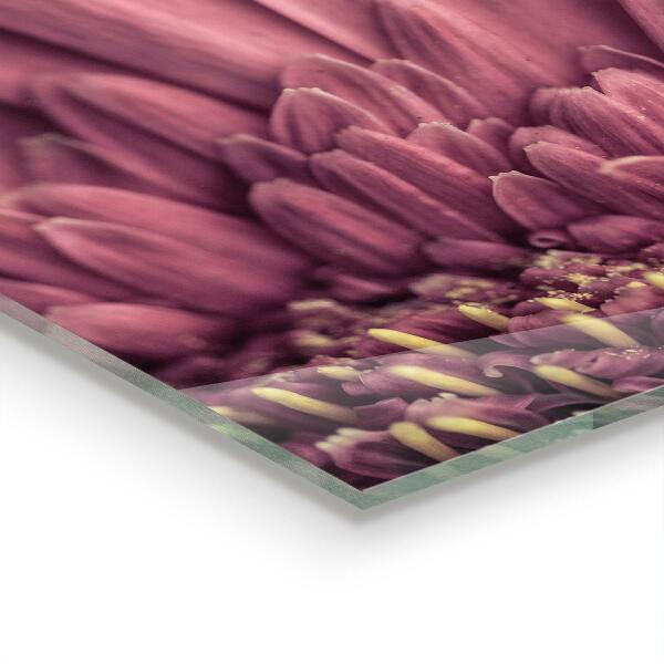 Panel szklany do kuchni Kwiat Margaretka Gerbera