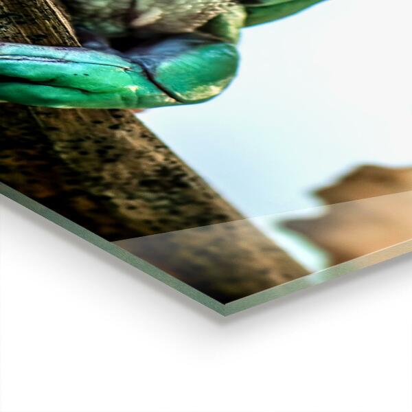 Panel szklany do kuchni Ciekawska Żaba Na Liściu