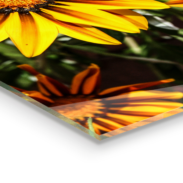 Lacobel do kuchni Żółty Kwiat na Łące