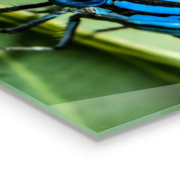 Panel szklany do kuchni Ważka na Liściu