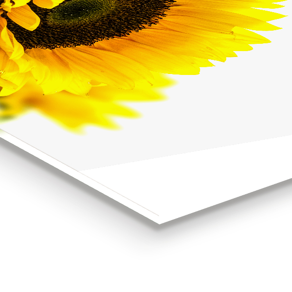 Szkło na ścianę do kuchni Bukiet Słoneczników Lato