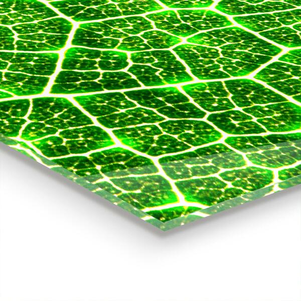 Szkło na ścianę do kuchni Siła Zieleni Botanika